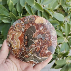 11~12cm Natural Shell compass Ammonite Slice Plate MADAGASCAR stones specimen