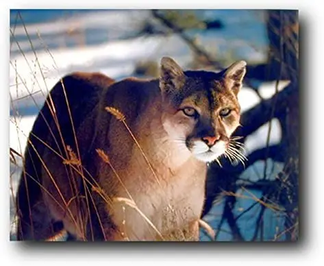 Picture Wall Decor - Wild Cougar in Snow Wildlife Mountain Lion Art Print Poster