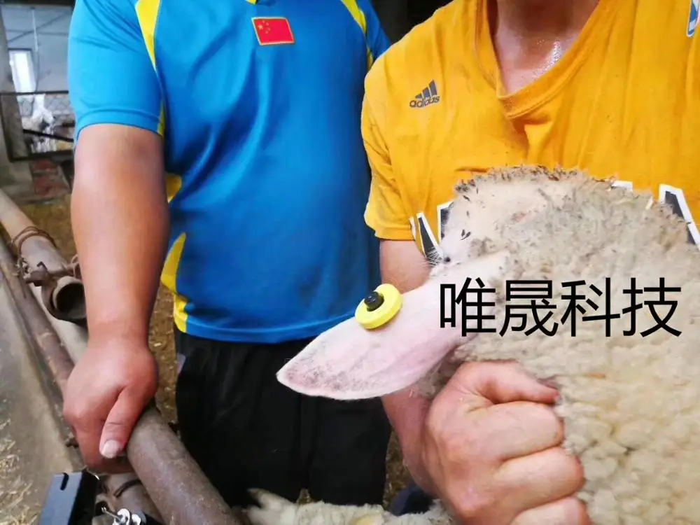 1000pcs EM4305 ear tag