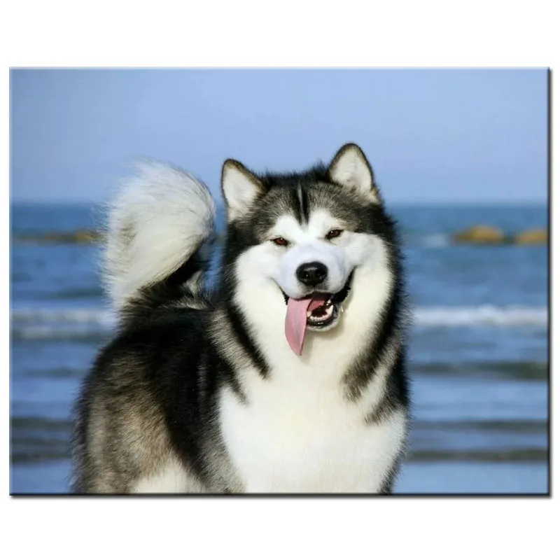 5d diy diamond painting Alaskan Malamute Malamute dog mosaic diamond embroidery cross stitch full round square drill pet ZP-3201