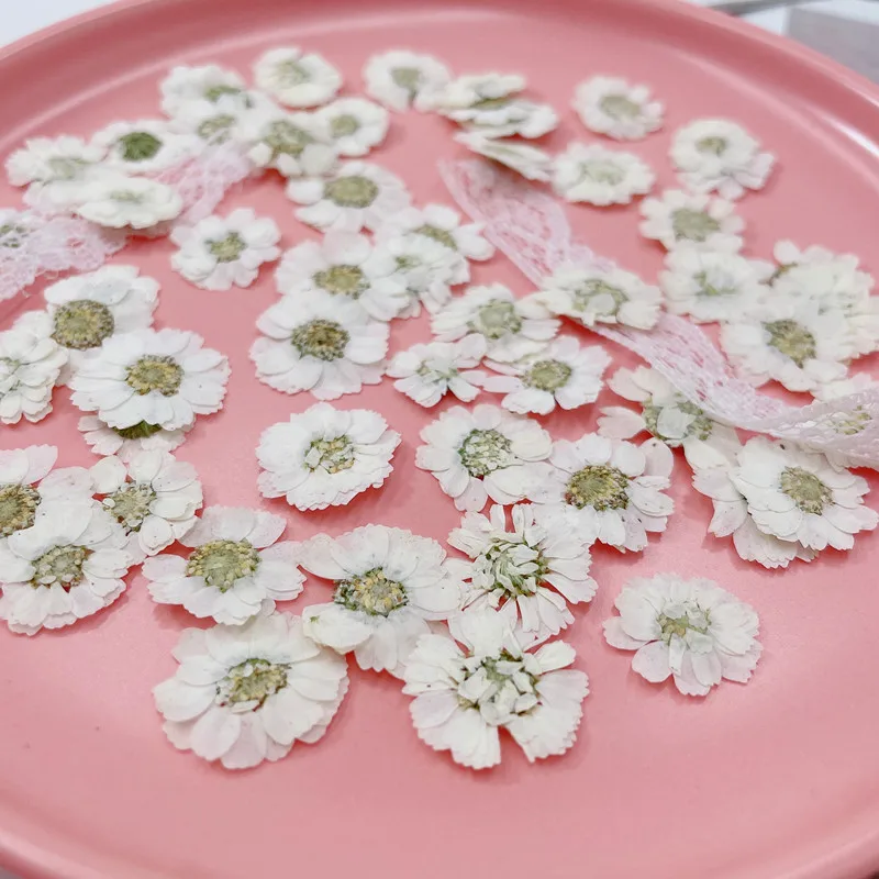 1-2cm/24pcs,real pressed Small daisy Hibiscus Flower,dry flower embossing DIY manual glue dropping jewelry phone case nail Decor