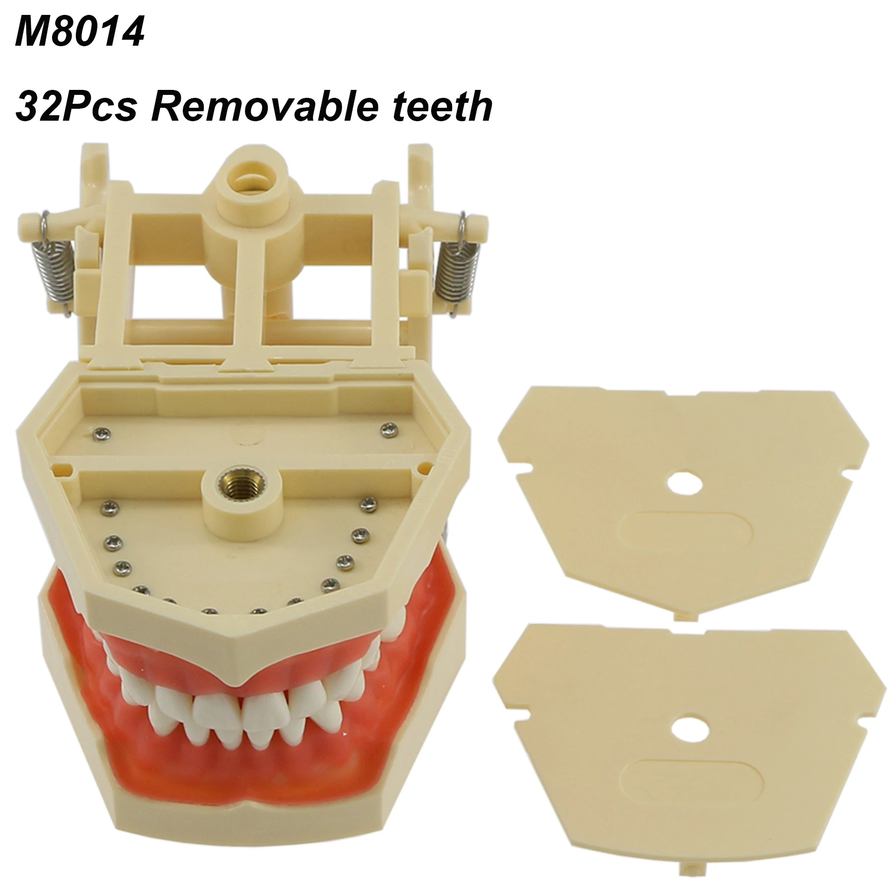 Typodont Standard Dental Model With 32 Removable Teeth Technician Practice Studying Demonstration Gum Fit For Frasaco