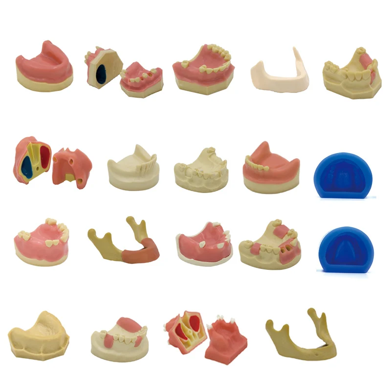 Demonstracja stomatologiczna Model jamy ustnej praktyka implantu Model nauczania zatoki szczękowej miękka guma