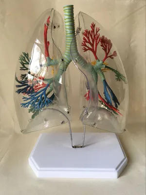 

Transparent Lung Segment Model Lung Anatomy Bronchial Tree Model Thoracic Surgery Respiratory Specimens Human Lung Model