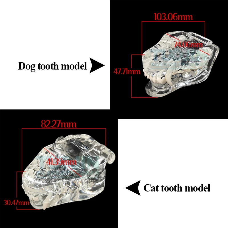 Resin Transparent Dog Cat Teeth Model Pet Dental Teeth Model Animal Resin Tooth Veterinary Dental Teaching 개 이빨 모형