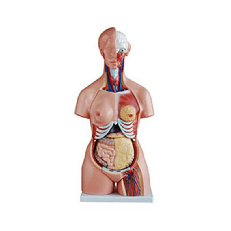 

Medical Science Teaching Tools 85CM Three Sexes Torso Medical Anatomical Model (21 Parts) BIX-A1042