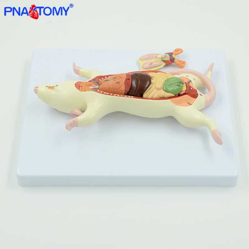 Rat Anatomy Model White Mouse Internal Organ Structure Anatomy Biology Teaching Experimental Animal Anatomical Husbandry Study