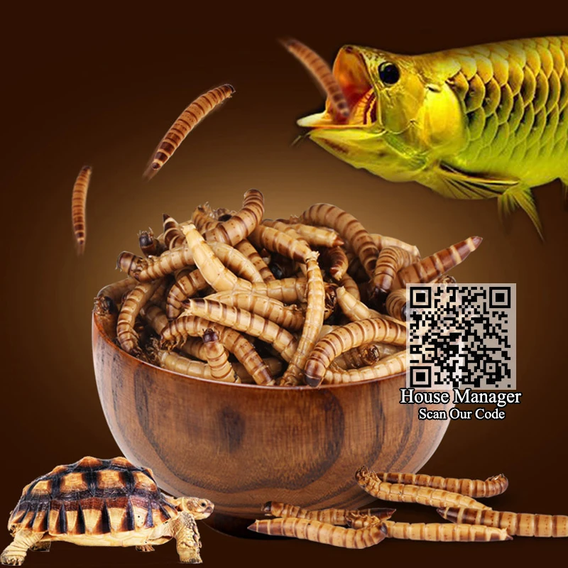אקווריום דגים להאכיל טרי שמירה צהוב mealworm & שעורה פשט תולעת לדגים טרופיים Dragonfish דם תוכי Flowerhor גדול דגים