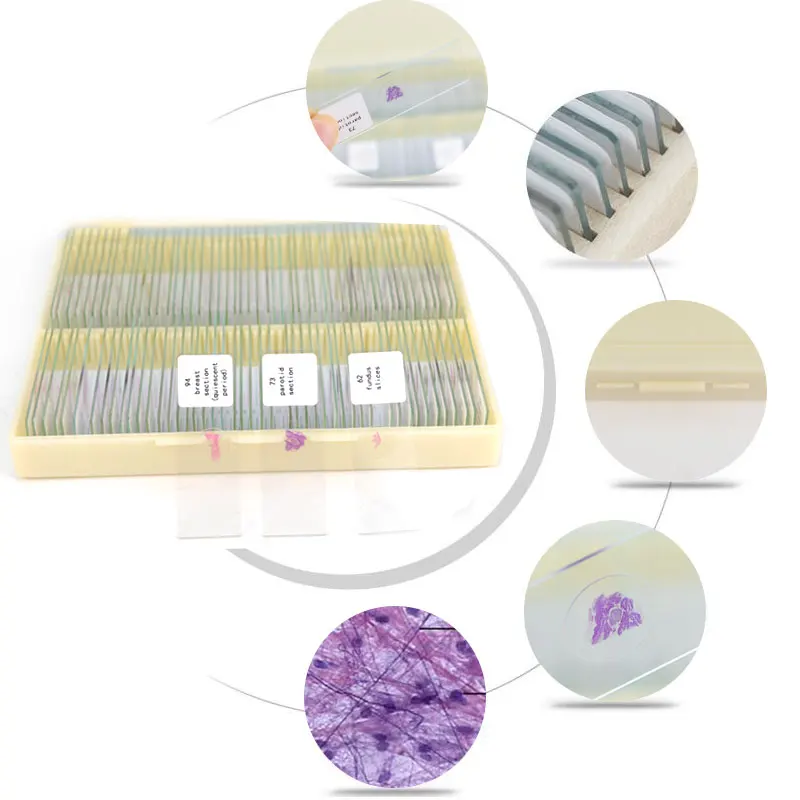 Biological 100pcs/BOX Prepared Glass Slice Human Tissue Sections Histology Educational Specimen Microscope Slides for School Lab