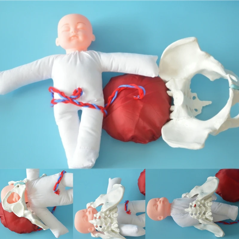 

1:1 Life Size Human Female Childbirth Pelvis Demonstration Fetus Umbilical Cord Placenta Model Teaching Anatomy Model