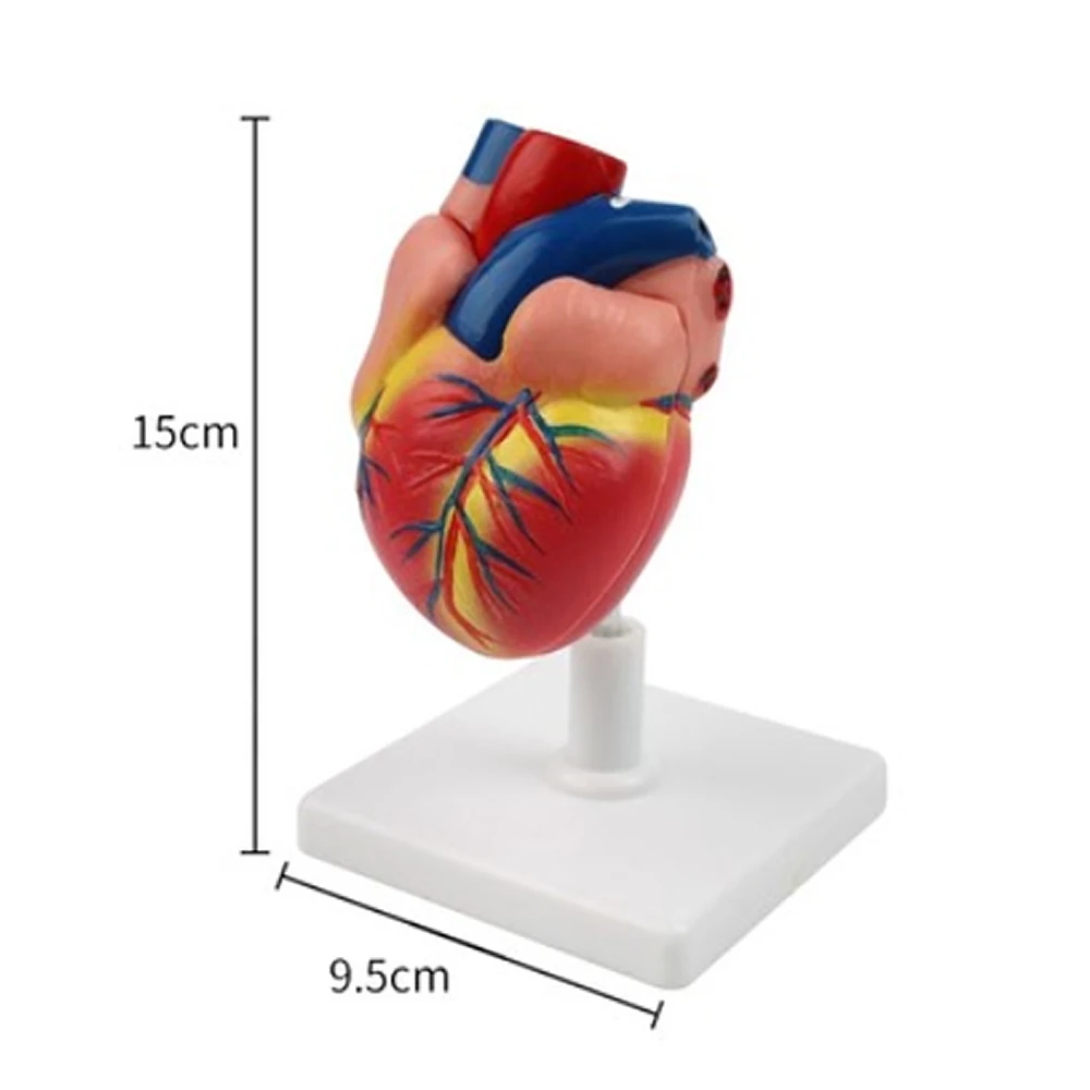 1: 1. Detachable biomedical teaching instrument for cardiac anatomical model blood circulation Atrium and ventricle