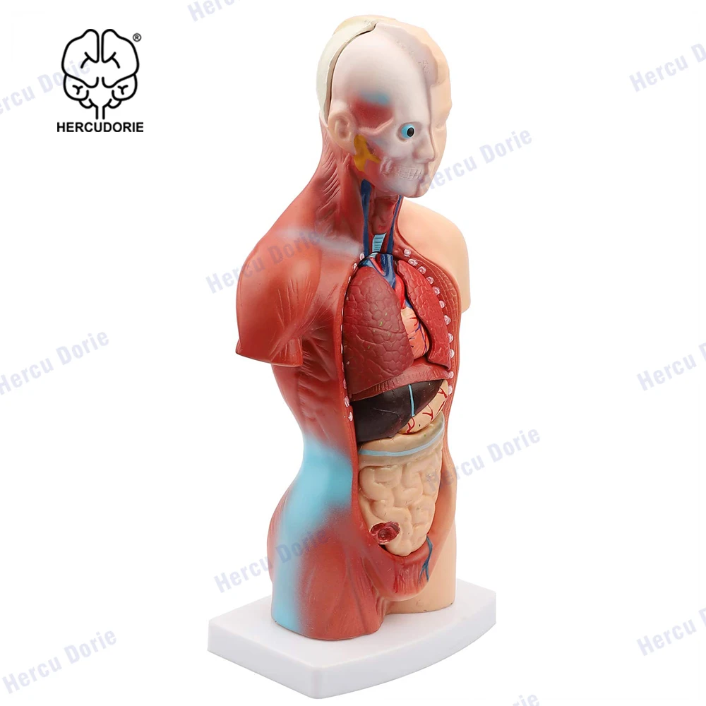 Modelo de cuerpo humano, muñeca de Anatomía de Torso, 15 Partes extraíbles, esqueleto, cerebro Visceral con Manual detallado, 10,5 pulgadas de altura