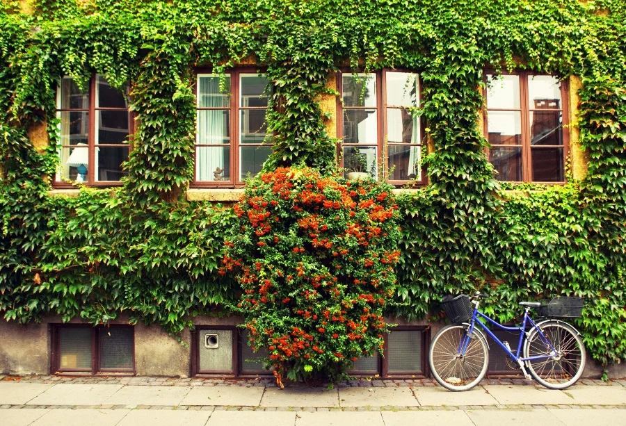 Laeacco ao ar livre plantas verdes parede da bicicleta retrato do bebê sala decoração pano de fundo foto fotográfica para estúdio foto