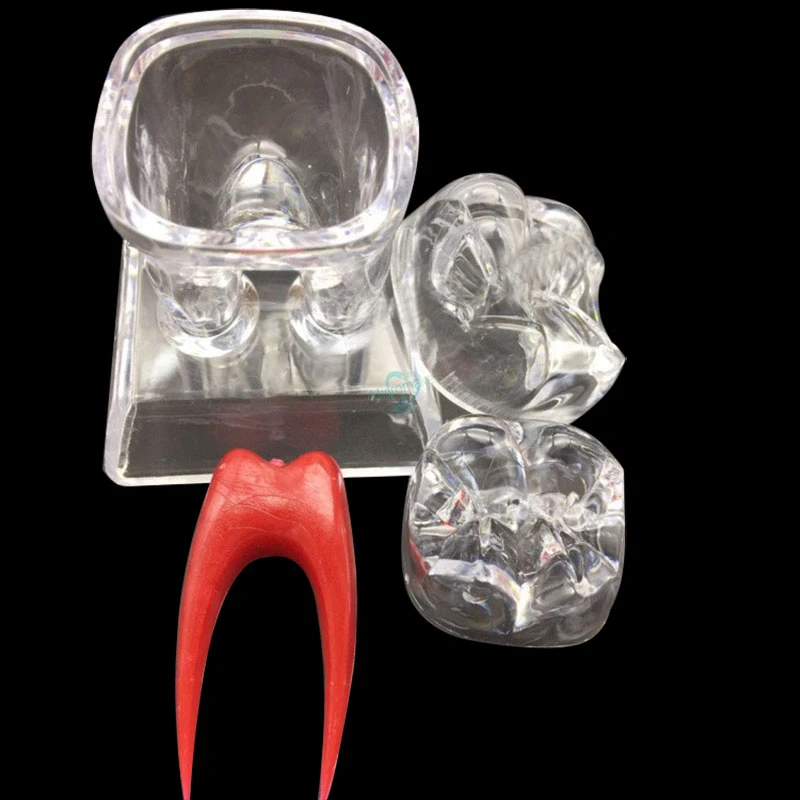 Dental 4 Times Crystal Base Hard Plastic Teeth Tooth Molar Model Separable