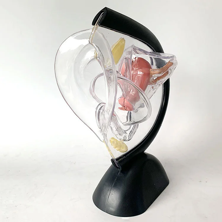 Transparent Uterus Model Visible Human Vagina Anatomical Model Female Reproductive Organ Model for Medical Educational Training