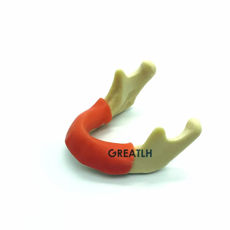 

Mandible Jaw With Soft Tissue with gum Implant practise Teeth model for Dental Training model Tool