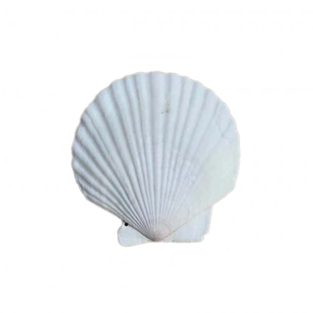 6pcs 4-5cm small size natural white Conch sea shell white scallop shell for fish tank decoration or gift