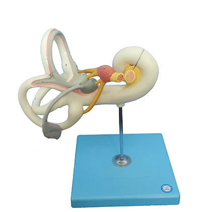 

Labyrinth Model,Ear Labyrinth Model showing the saccule and utricle,Ear otic labyrinth Model