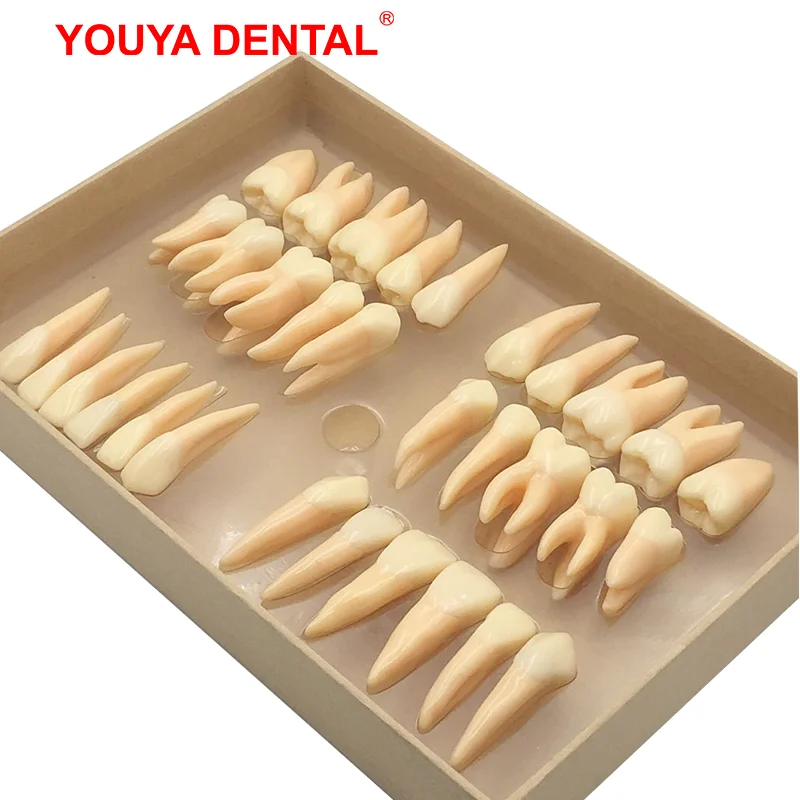 32pcs/set Dental Model Resin 2.5 Times Permanent Tooth Model Simulation Isolated Teeth Dentistry Dental Teaching Models Supplies