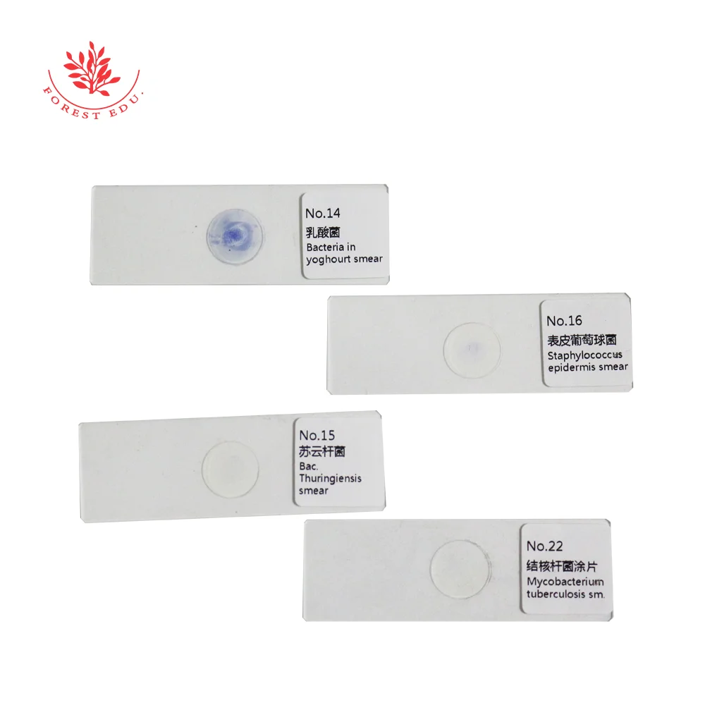 Bacteria Types Higher Education Cocci Spirilli Bacilli Mixed Gram Staining Microscope Prepared Slides Microbiology 25pcs /Set