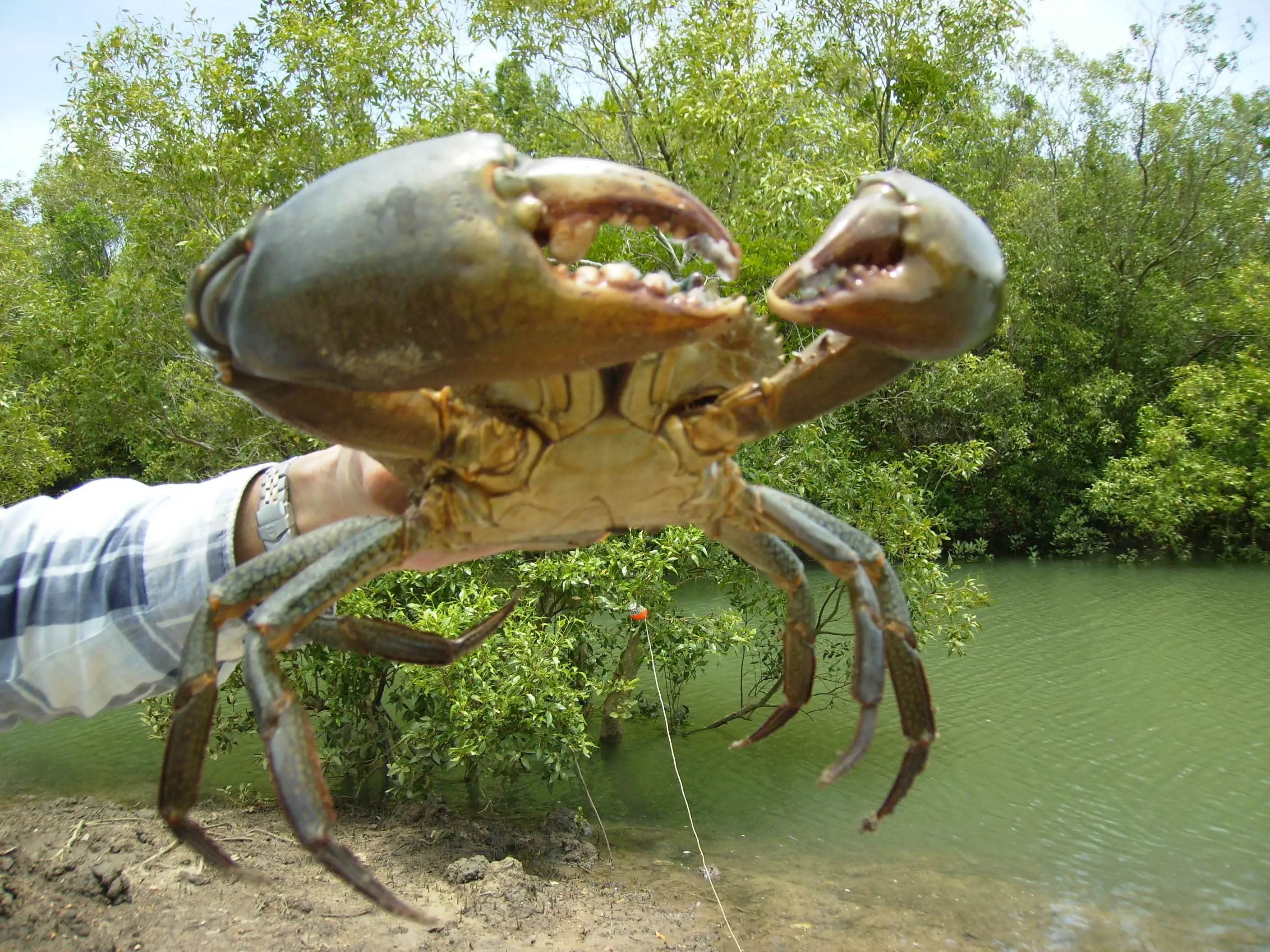 Piège à crabe entièrement pliable MA840, 1 pièce, filet à mailles, matériel à ressort SS pour la pêche, modèle MA840