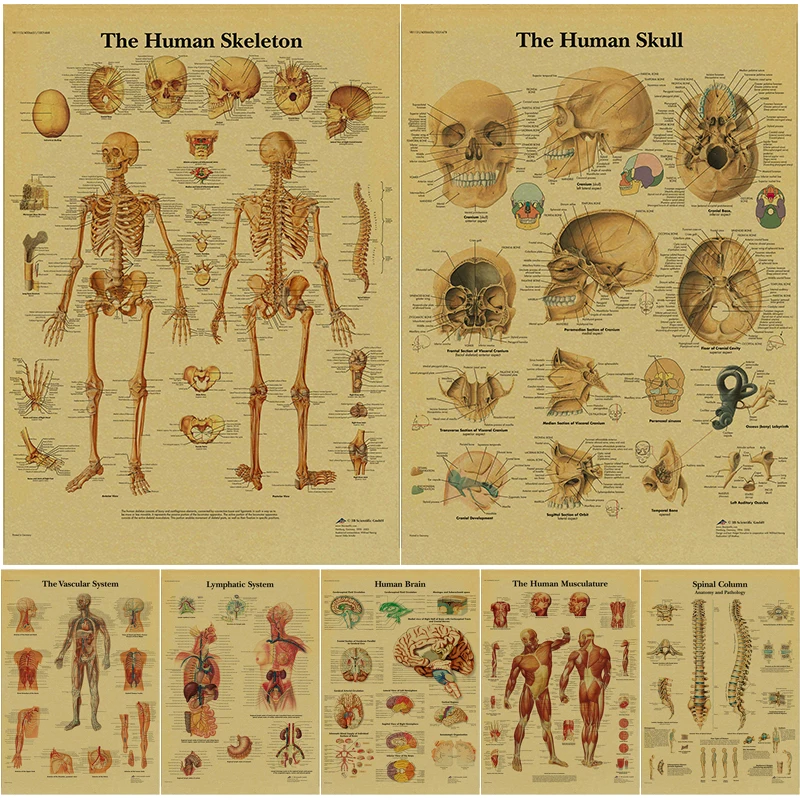 Anatomy and Physiology The Body Structure Poster Skeleton Retro Kraft Paper Sticker Vintage Room Medical Decor Art Wall Painting