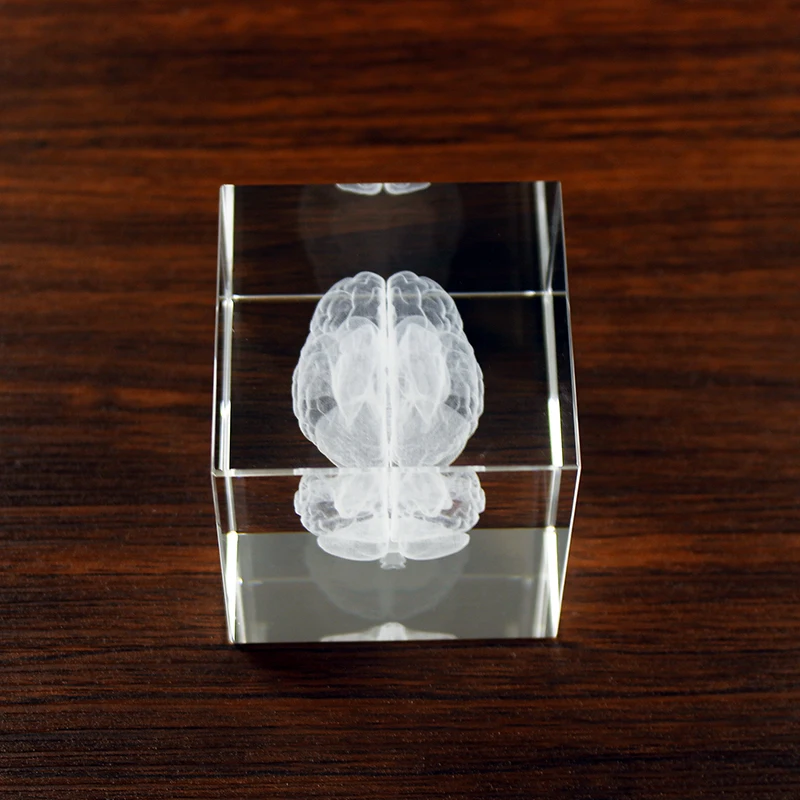 Crystal 3D Human Anatomical Brain Model Laser Engraving Brain Figurines Medical Science Graduation Gift Home Decoration