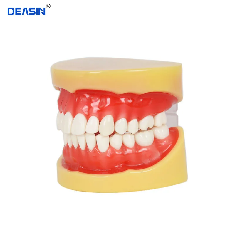 

Removable Model,28pcs,Hard Gum,teeth models Teeth Jaw Models for dental school teaching dentist dental teeth Models