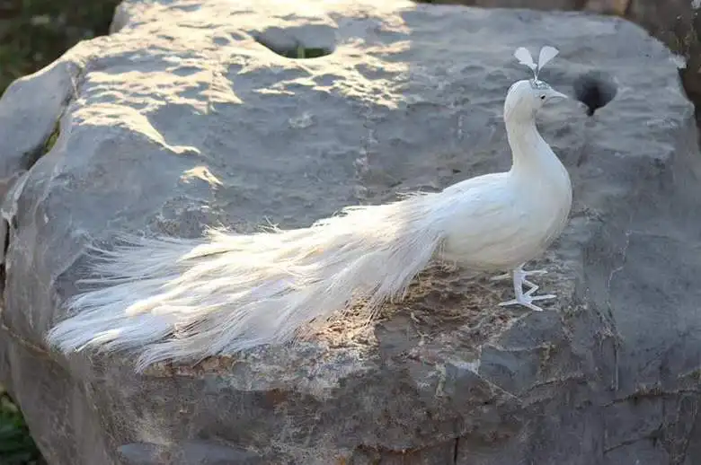 cute real life white peacock model foam&feather beautiful peacock bird gift about 60cm XD0074