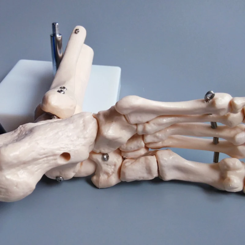 1:1 Foot Joint Model Foot Skeleton Model Medical Studies Foot Bones Skeletal Model Foot Anatomy Clinic Show Teaching Model