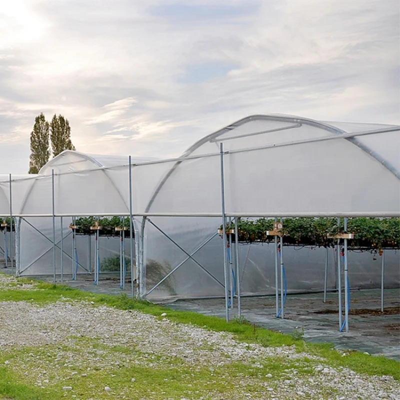 8M*30M-Large Commercial Green Houses