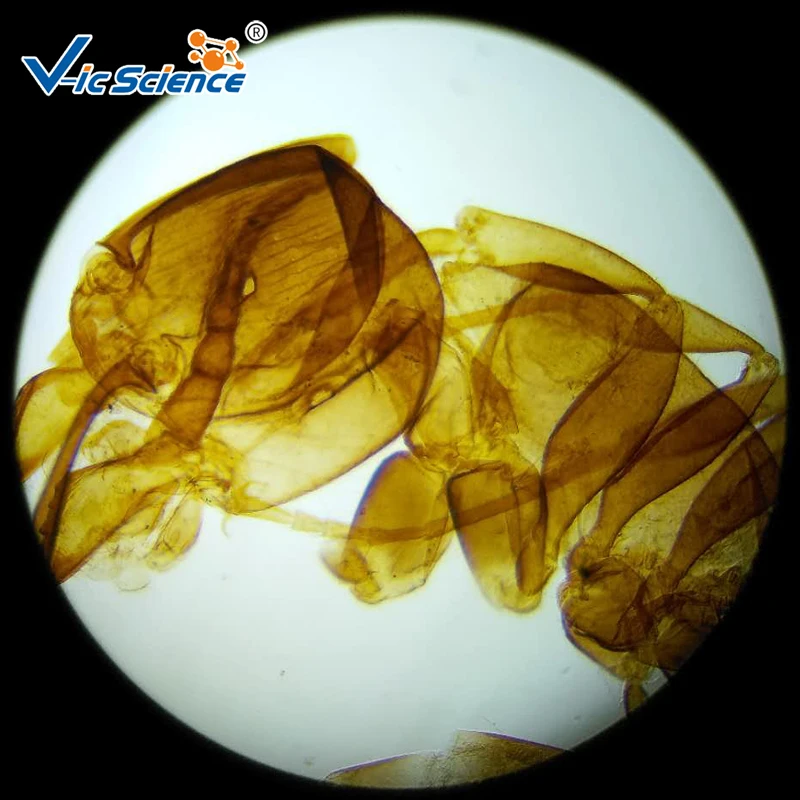 Medical and Teaching Microscope prepared slides （Insect)