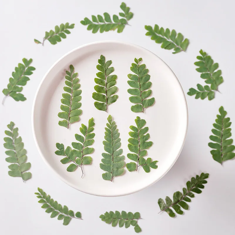 

60pcs Pressed Dried Adiantum flabellulatum L Leaf Herbarium For Epoxy Resin Jewelry Making Bookmark Face Makeup Nail Art Craft