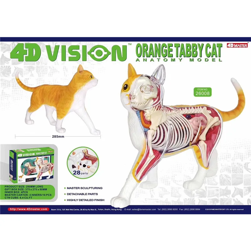 

4D MASTER Puzzle Toy Simulated Animal Creature Orange Tabby Cat Anatomy Skeleton Internal Organs Model Medical Teaching