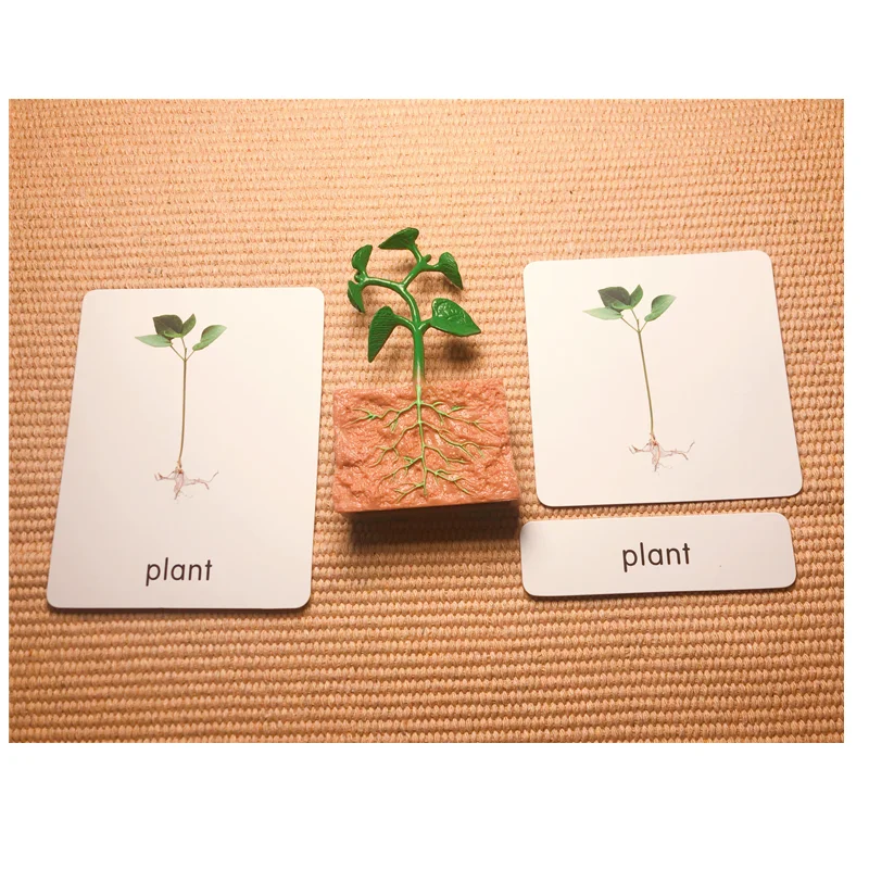 Montessori Life Cycle of a Green Bean Plant Figures/ Cognitive Cards/ Tray/ Board Seeds Growth Learning Biology Teach Materials