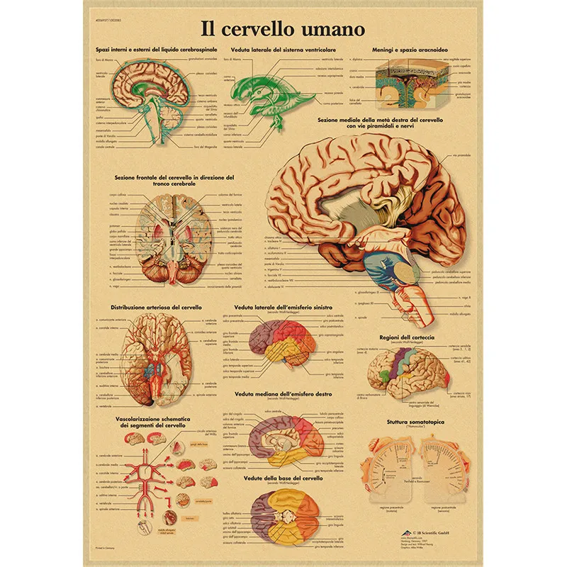 Human Anatomy Muscle System Kraft Paper Poster Anatomy Diagram Human Medical Wall Medical Education Office Decorative Mural