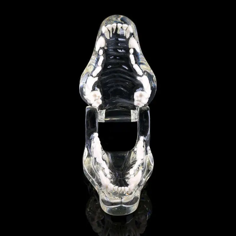 Transparent Dog Teeth Jaw Tooth Model Anatomical Teaching Demonstration Veterinary Canine