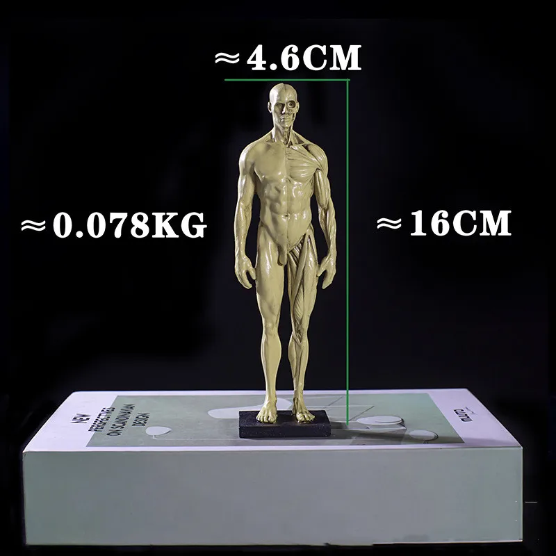 16cm Resin Medical Human Anatomy Muscle Skeleton Anatomical Structural Model Painting CG Reference Teaching Models