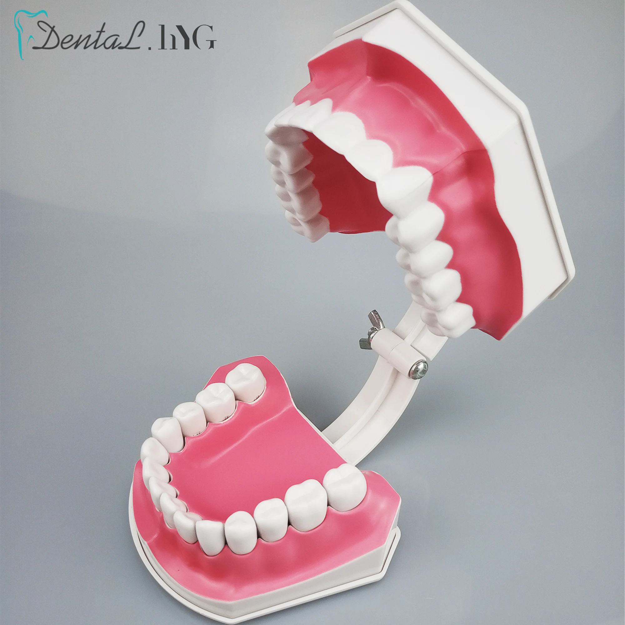 1 pc Dental Model zębów z szczoteczka do zębów z zdejmowane zęby dla dorosłych Model zębów szczotka Standard nauczania edukacji akcesoria do