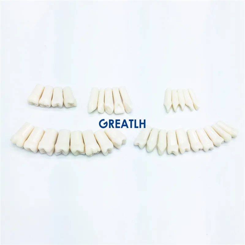 

28pcs Dental Practise Teeth replacement Dentist Artificial Teeth for Implant Mandible