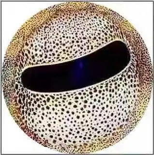 8 10 12 14 16 18 20 25 30mm Octopus Eyes Round Pattern Glass Cabochon Flatback Photo Base DIY Jewelry Making Accessory K06251