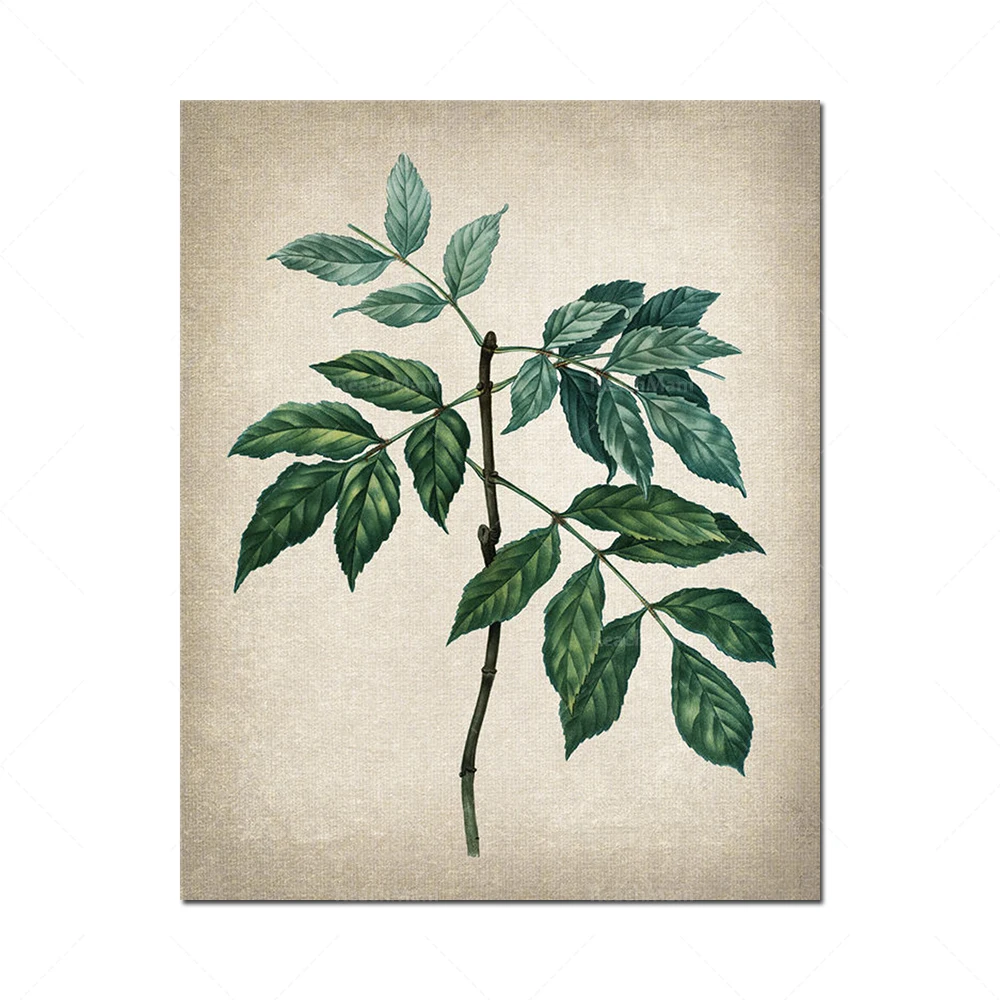 Ensemble de 9 pièces de décoration de plantes d'automne, illustrations botaniques rétro