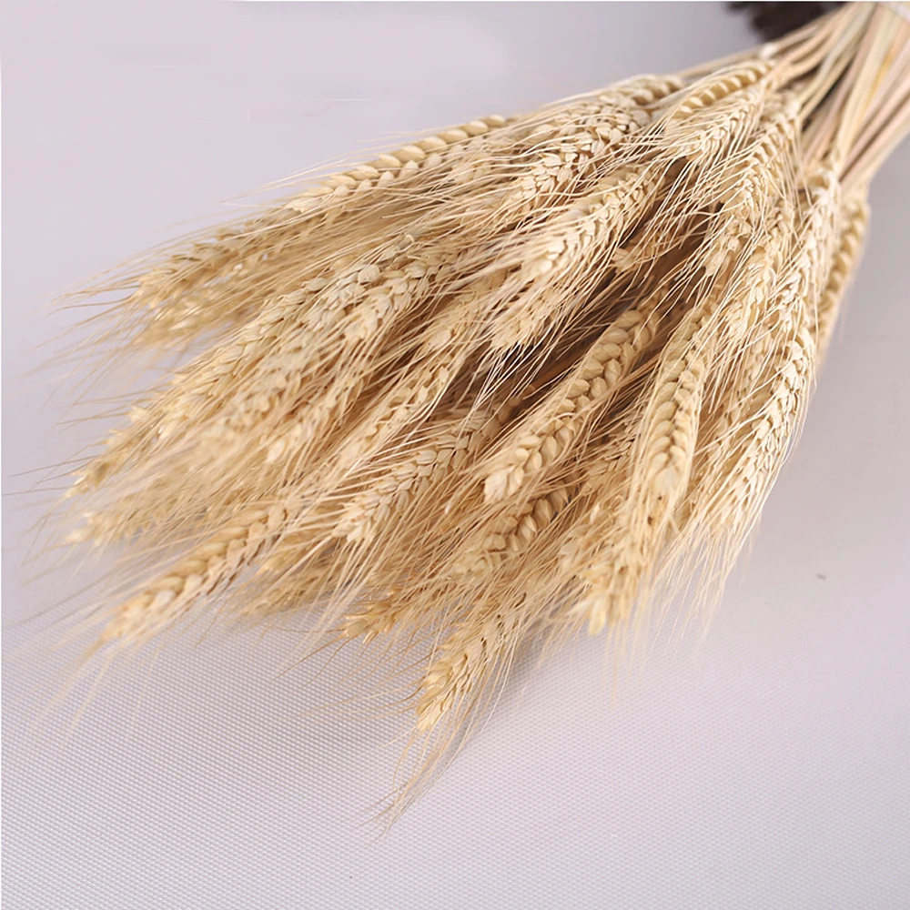 50pc natural dried flower bouquets natural raw color dried ear of wheat bouquets&wheat ear Bunches