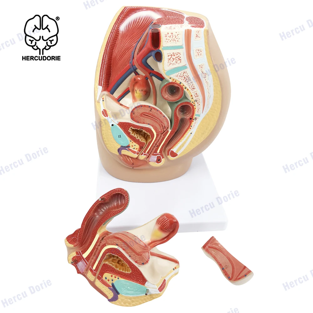 Lifesize PVC 1:1 Human Female Pelvic Cavity Reproductive & Urinary System Median Sagittal Section Model Teaching Display Lab Sup