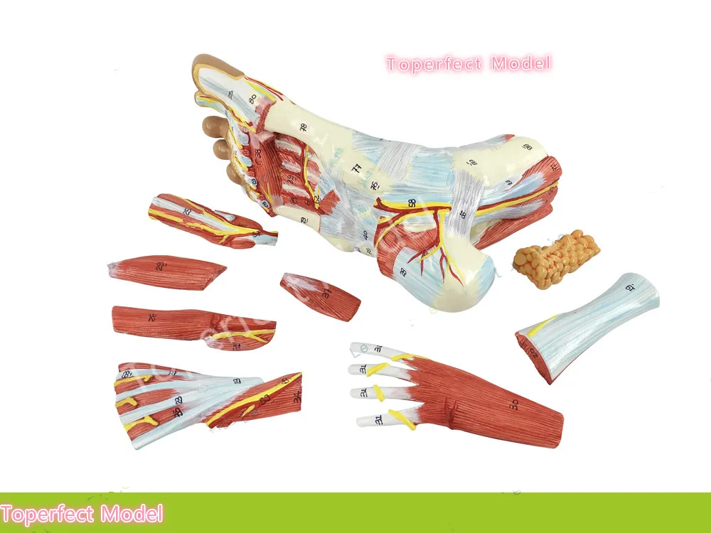 1:1 Life Sized Human Foot Joint Anatomical 9 Parts Model Muscle Neurovascular Ligament  Hand Foot Surgery Model