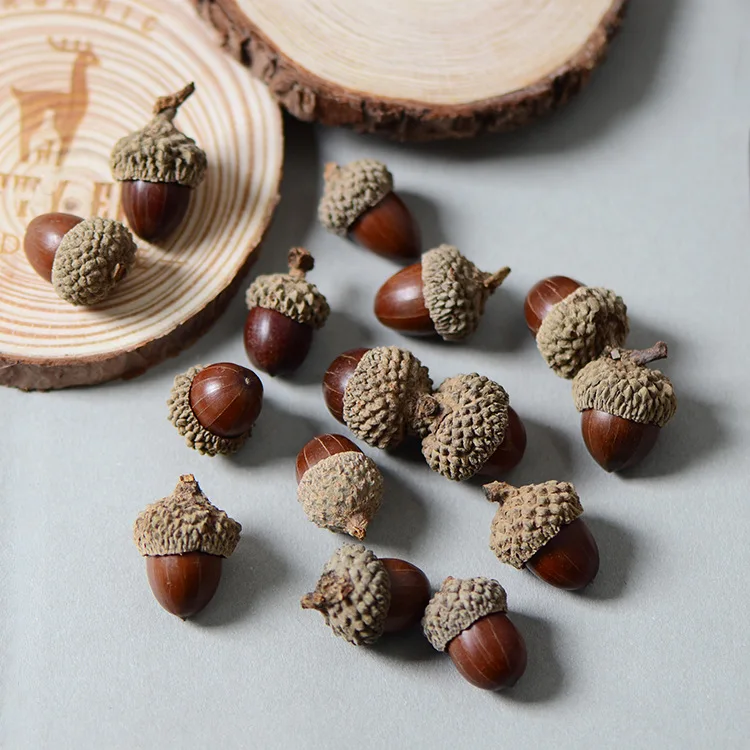 20pcs,Natural dried flowers nuts real acorns,Eternal flower materials for Wedding Party home Decoration accessories,DIY gift box