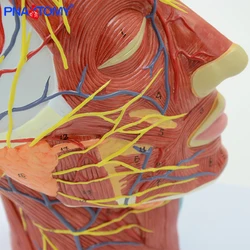 Cabeza humana con músculo y nervio, vasos sanguíneos, anatomía del cerebro, cavidad Oral, garganta, modelo anatómico, Cráneo, cara, músculo, tamaño real