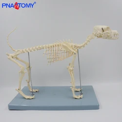 Dog Skeleton Model Canine Skeleton Anatomy Skull Spine Pelvis Lumbar Knee Anatomical Animal Model Educational Equipment Teaching