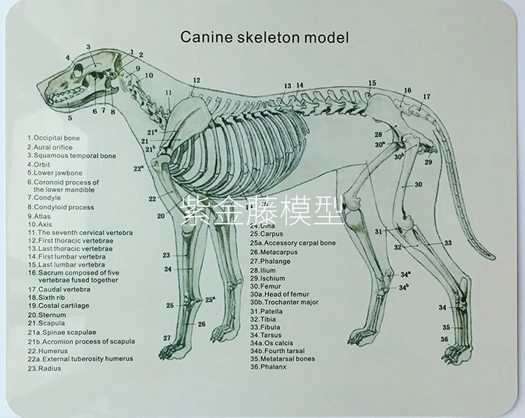 Anatomical Canine Skeleton  Pet Dog Veterinary Teaching Animal Model