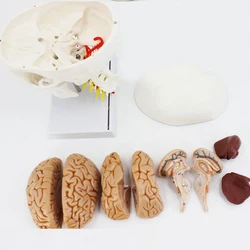 Medical Human Anatomy Skull with Cervical Vertebra and Brain Model